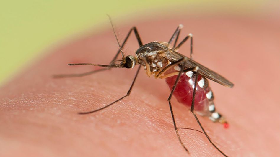 JE takes epidemic form in Lakhimpur district JE takes epidemic form in Lakhimpur district