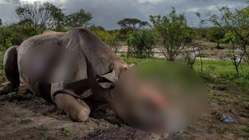 Rhino killed in Kaziranga National Park Rhino killed in Kaziranga National Park