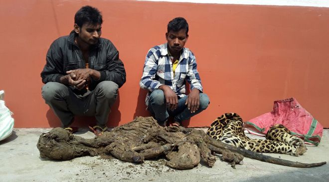 ONE ARRESTED IN ASSAM FOR KILLING LEOPARD