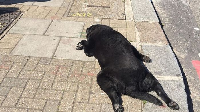 Dog allegedly shot dead by neighbor in Sikkim