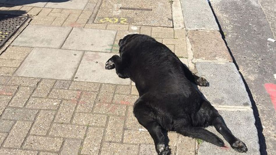 Dog allegedly shot dead by neighbour in Sikkim Dog allegedly shot dead by neighbour in Sikkim