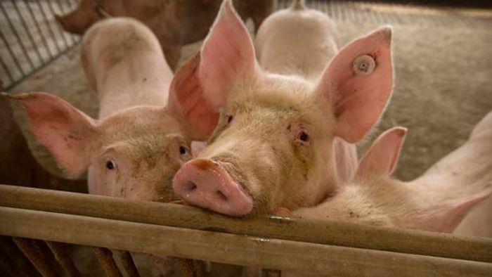 Nagaland pig farmers asked to vaccinate pigs against classical swine fever
