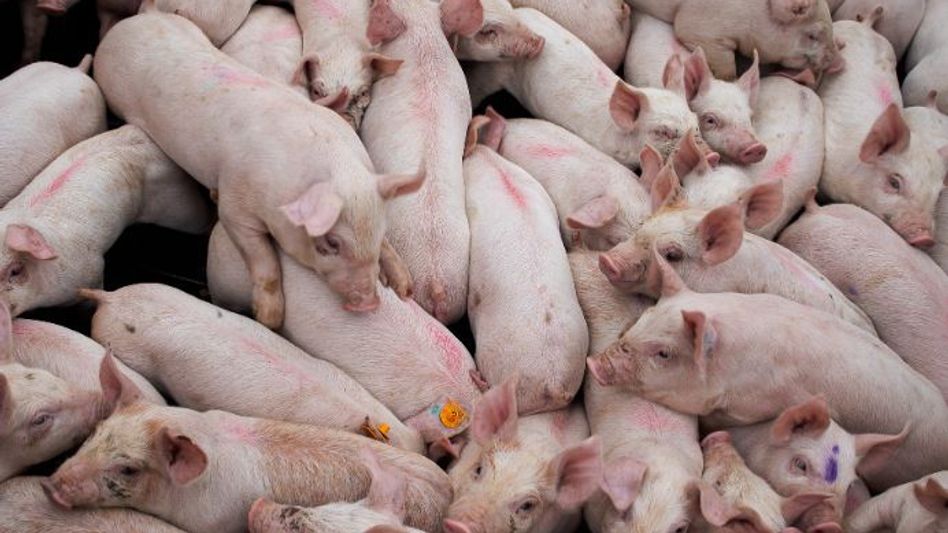 Mizoram marks areas in 4 districts as epicentre of 'African Swine Fever' Mizoram marks areas in 4 districts as epicentre of 'African Swine Fever'