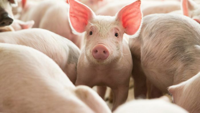 mass pigs death