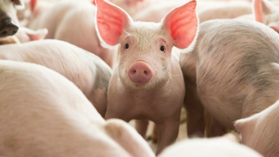 Mass deaths of pigs reported in Manipur, farmers suspect 'African Swine Fever' Mass deaths of pigs reported in Manipur, farmers suspect 'African Swine Fever'