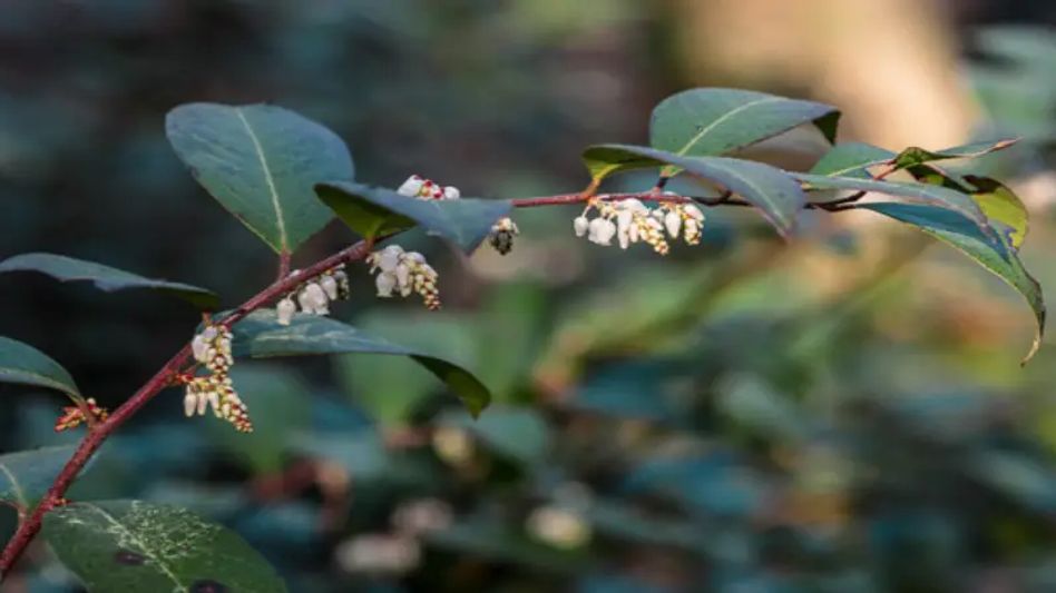 Meghalaya: Field training conducted under Himalayan Bioresource Mission on Gaultheria fragrantissima Meghalaya: Field training conducted under Himalayan Bioresource Mission on Gaultheria fragrantissima