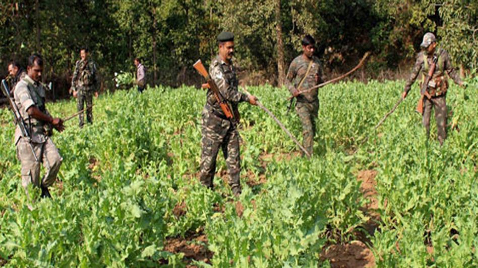 Spotlight | Manipur administration raze poppy fields Spotlight | Manipur administration raze poppy fields