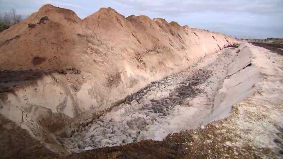 Culled minks in Denmark ‘swell and rise’ from their graves Culled minks in Denmark ‘swell and rise’ from their graves