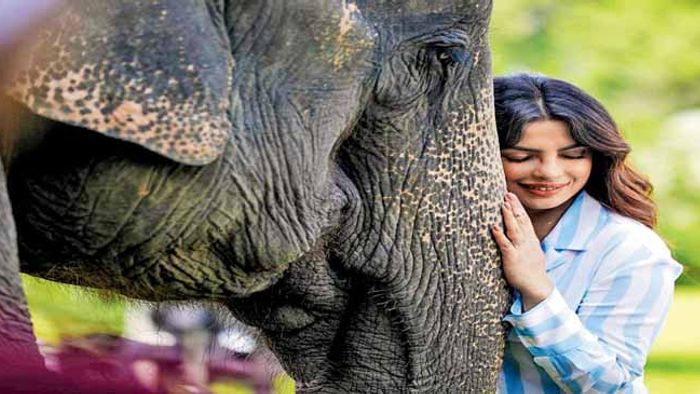 kaziranga