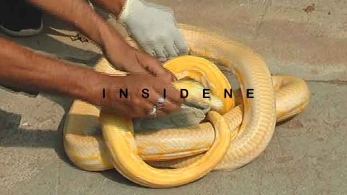 RARE AND EXOTIC INTERNATIONAL ANIMALS