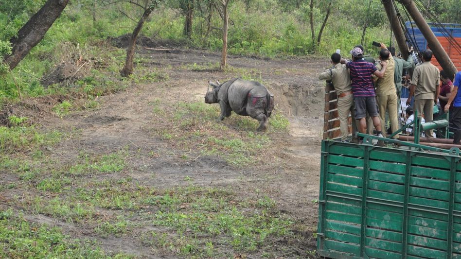 Two one-horned rhinos translocated from Pobitora to Manas Two one-horned rhinos translocated from Pobitora to Manas