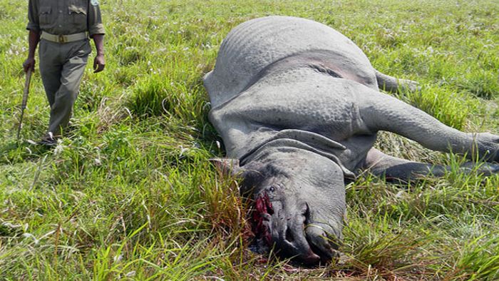 RHINO KILLED BY POACHERS IN KAZIRANGA