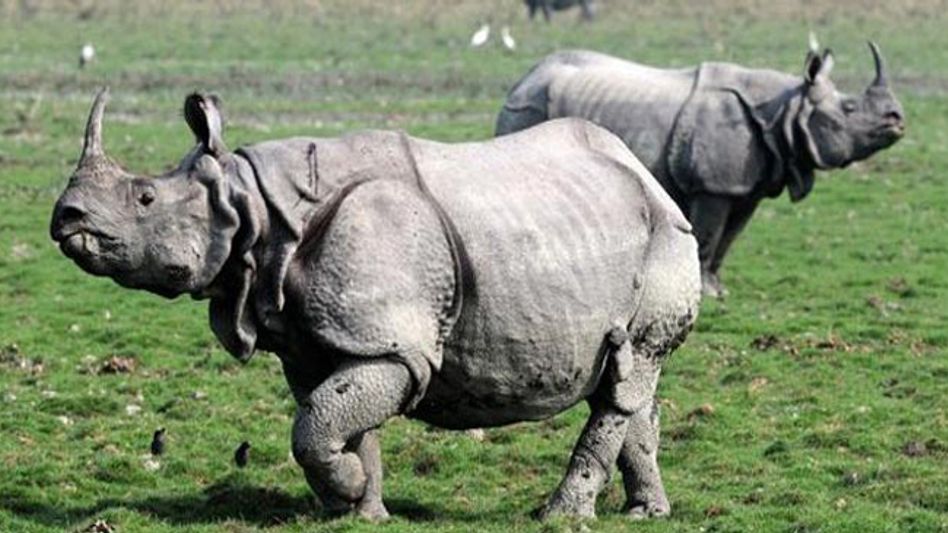 RHINOS IN ASSAM TO BE GUARDED WITH ASSAULT RIFLE GHATAK RHINOS IN ASSAM TO BE GUARDED WITH ASSAULT RIFLE GHATAK