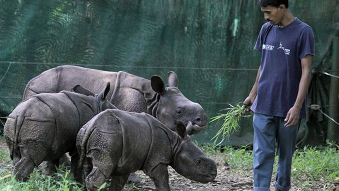 Picture Credit: Wildlife Trust of India