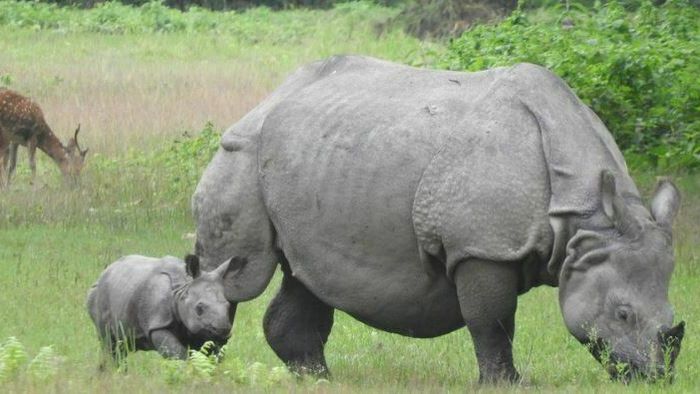 Highest ever rhino population increase in Nepal