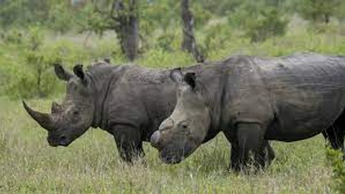Assam: Most wanted poacher Ranjay Bardhan Surrenders