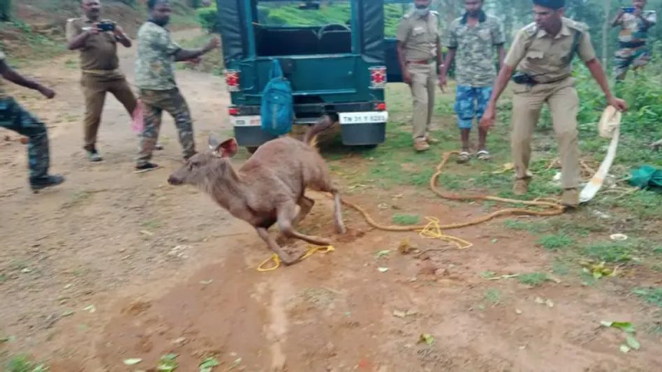 Guwahati: Sambar Rescued by Forest Officials in Hengrabari Guwahati: Sambar Rescued by Forest Officials in Hengrabari