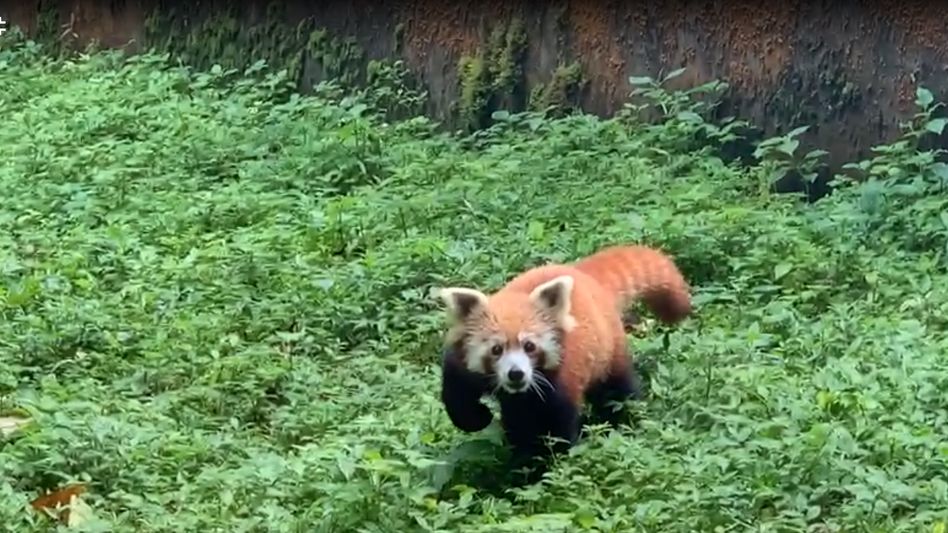 5th Red panda of season born in Padmaja Naidu Himalayan Zoological Park 5th Red panda of season born in Padmaja Naidu Himalayan Zoological Park