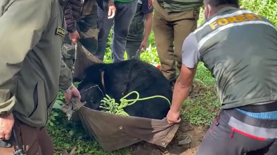 Himalayan black bear enters Raj Bhawan Colony in Gangtok, Sikkim Himalayan black bear enters Raj Bhawan Colony in Gangtok, Sikkim