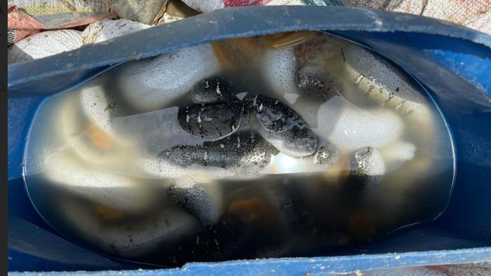 2000 kg sea cucumber