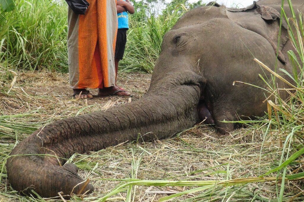 Two Tuskers dead after being hit by Rajdhani Express