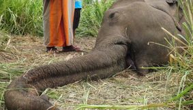 Two Tuskers dead after being hit by Rajdhani Express Two Tuskers dead after being hit by Rajdhani Express