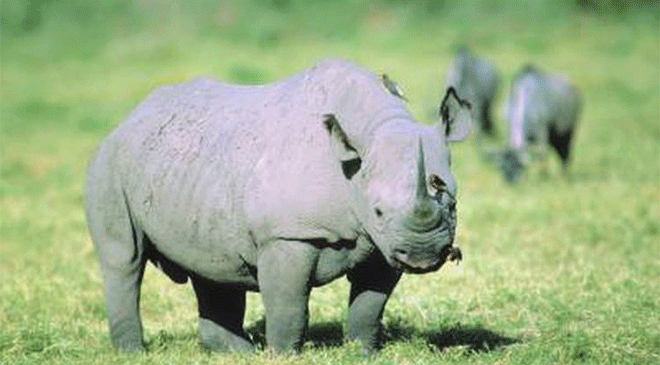 Kaziranga