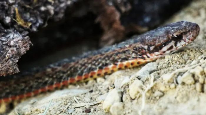 Herpetologists