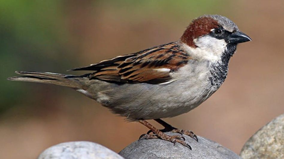 WORLD SPARROW DAY CELEBRATED IN GUWAHATI WORLD SPARROW DAY CELEBRATED IN GUWAHATI