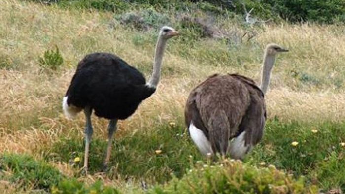 ostriches