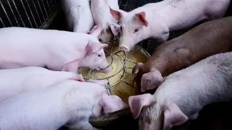 Assam: District Administration impose limitations on pig growing and transportation over 65 places Assam: District Administration impose limitations on pig growing and transportation over 65 places