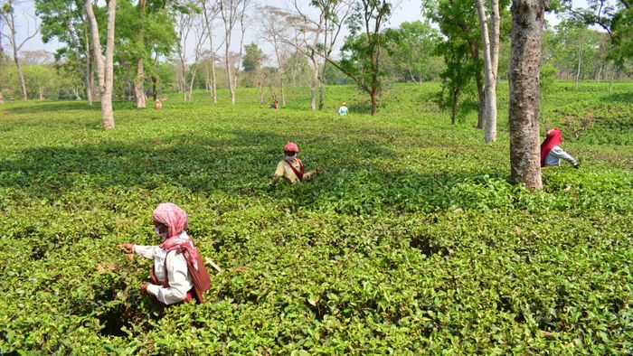 Assam government to give 20 percent Durga Puja bonus to tea garden workers