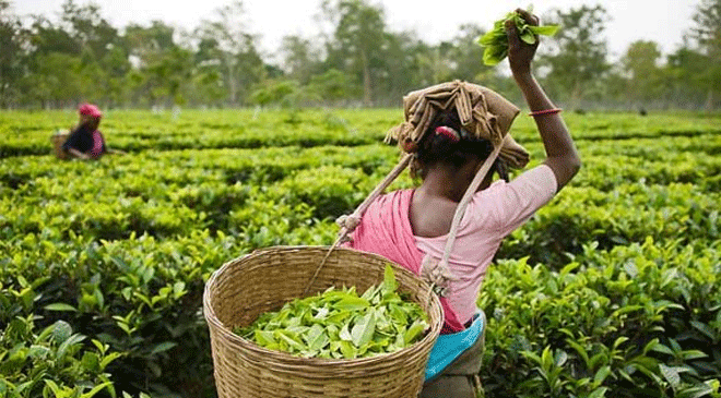 The real 'Tea Story': Crisis brews in the plantations The real 'Tea Story': Crisis brews in the plantations