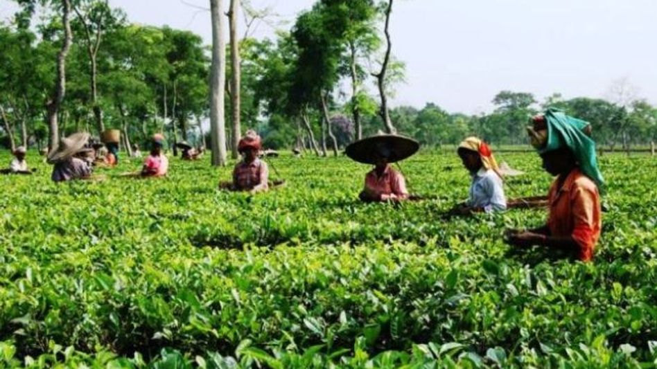 Congress extends support to tea workers’ strike over wage hike Congress extends support to tea workers’ strike over wage hike