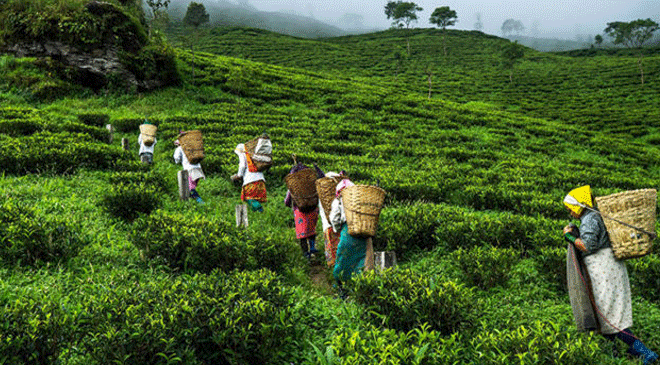 Tea Garden Workers in Tripura's Manu Valley Fear Starvation amid Corona Lockdown Tea Garden Workers in Tripura's Manu Valley Fear Starvation amid Corona Lockdown
