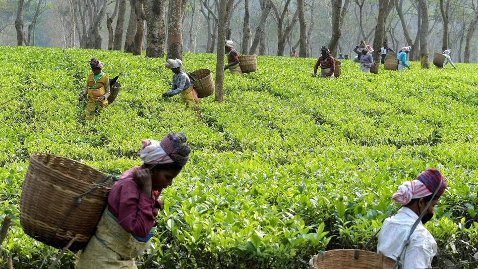 Assam: Medical seat quota for tea tribes approved by cabinet Assam: Medical seat quota for tea tribes approved by cabinet