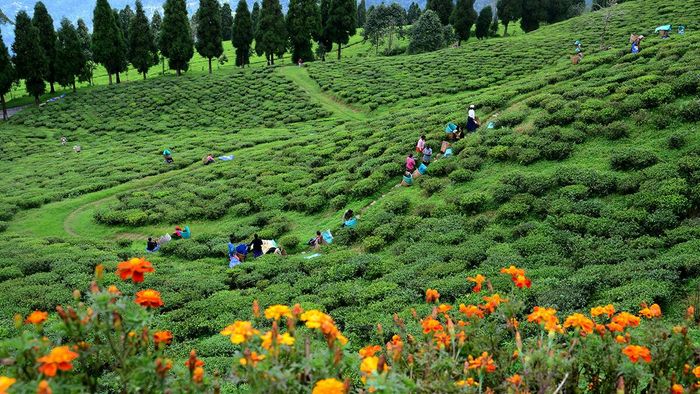 Sikkim temi tea garden