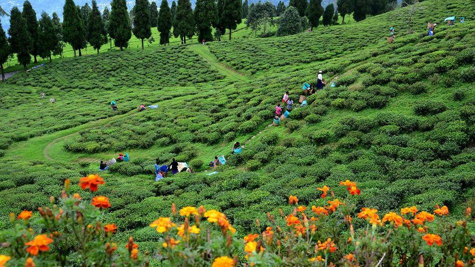 Sikkim govt gives relaxation to MGNREGA and Tea Garden workers amid lockdown Sikkim govt gives relaxation to MGNREGA and Tea Garden workers amid lockdown