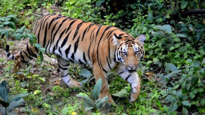Manas Tiger Reserve lauded for its impressive