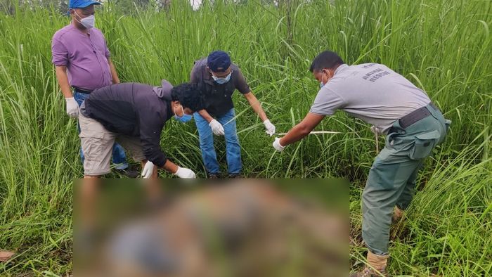 Assam: Tiger carcass found in Kaziranga National Park