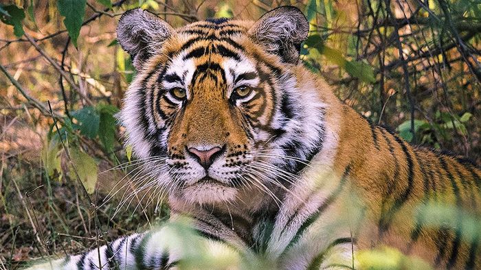 India’s Tiger Census sets Guinness Record for being world’s largest camera trap wildlife survey