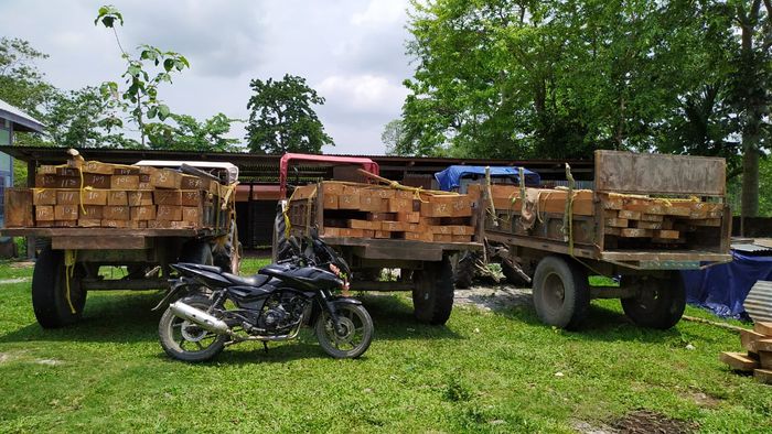 Assam: Sal timber worth Rs 2 lakh seized in Kokrajhar