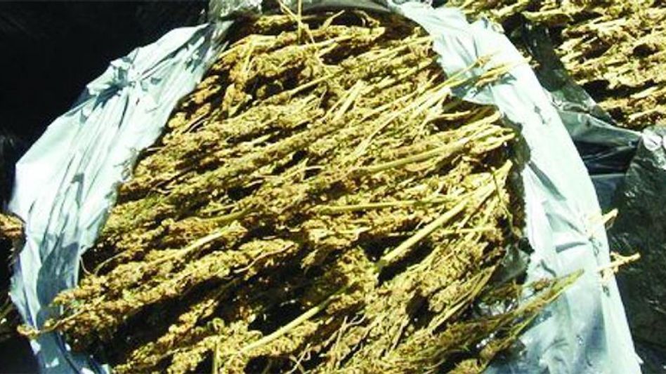 70 Bags of Ganja worth Rs 20 Lakh seized in Lakhimpur 70 Bags of Ganja worth Rs 20 Lakh seized in Lakhimpur