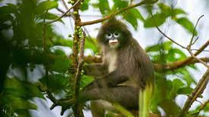 Mizoram: Assam Rifles felicitates 94-year-old Padma Shri awardee Lalbiakthanga Pachuau in Aizawl