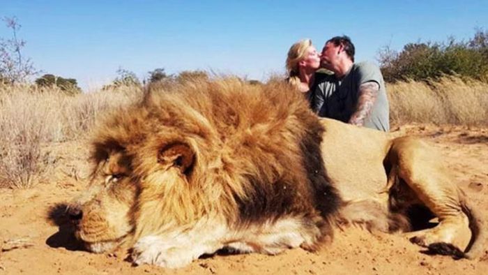 lion
