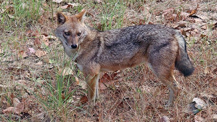 Jackals
