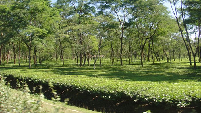 File photo: Gauhati University