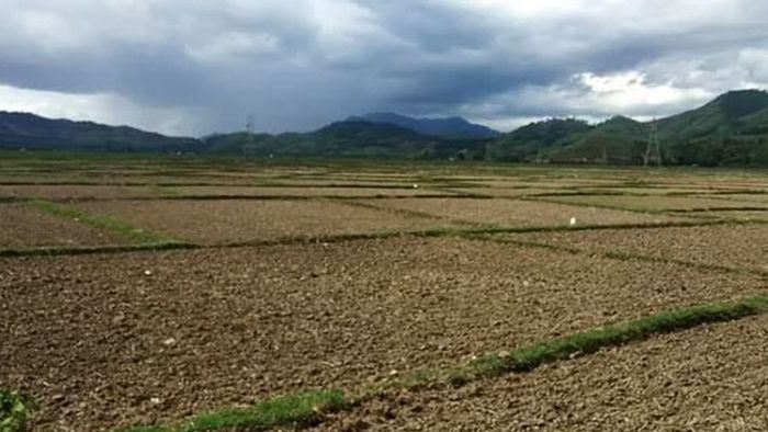 One of the dry paddy fields of Manipur