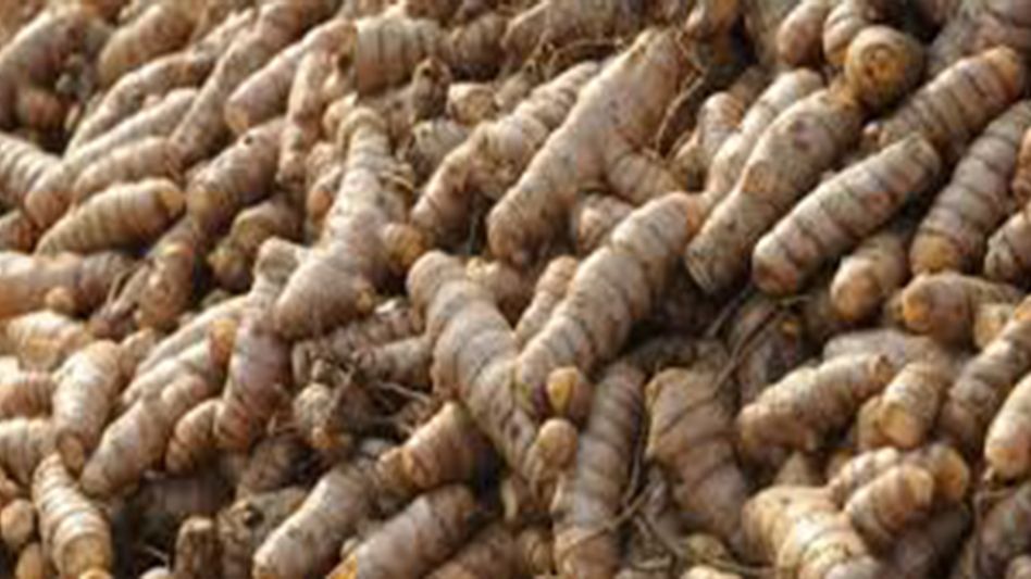 Manipur police destroy massive cache of narcotics in Imphal West Manipur police destroy massive cache of narcotics in Imphal West