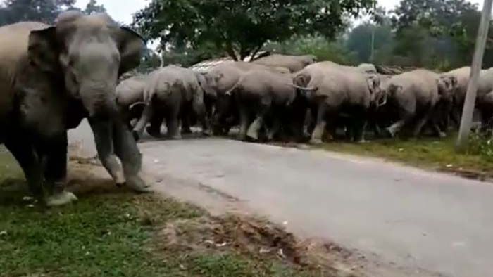 man-elephant conflict